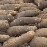 PUNA YAM